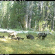 Illustration for article titled First Gray Wolf Pack Since 1924 Recorded in California